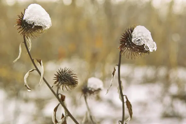 a bunch of snow covered plants in a field