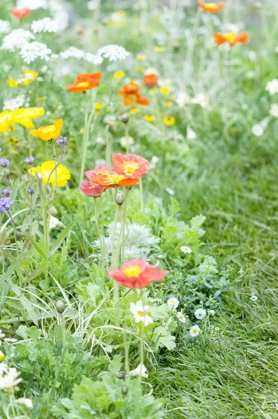 Vackra Blommor Närbild Flora Koncept — Stockfoto