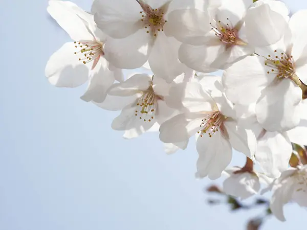 Körsbärsträdsblomma Våren — Stockfoto