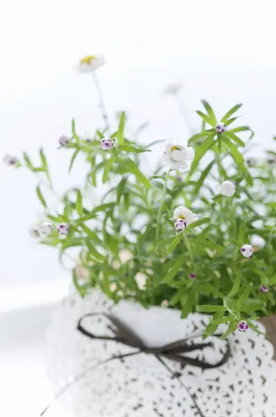 Nahaufnahme Von Kleinen Topfblumen Auf Verschwommenem Hintergrund — Stockfoto
