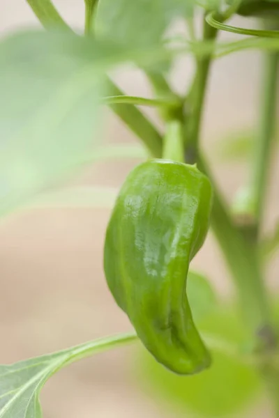 Grüner Pfeffer Auf Pflanze Nahaufnahme — Stockfoto