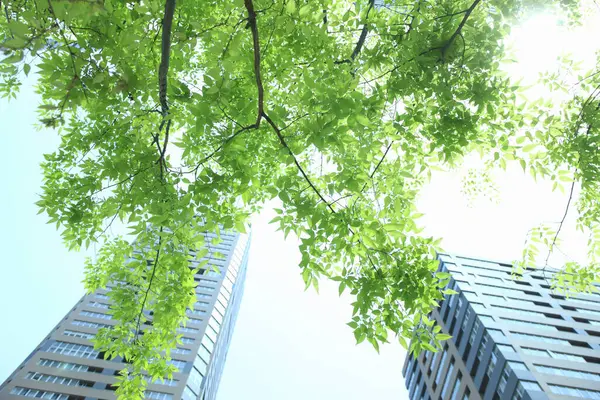 現代的なオフィスビル 底の眺めが付いている緑の木の枝 — ストック写真