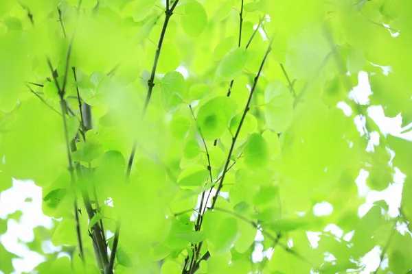 白い鳥の枝が付いている緑の春の背景 — ストック写真