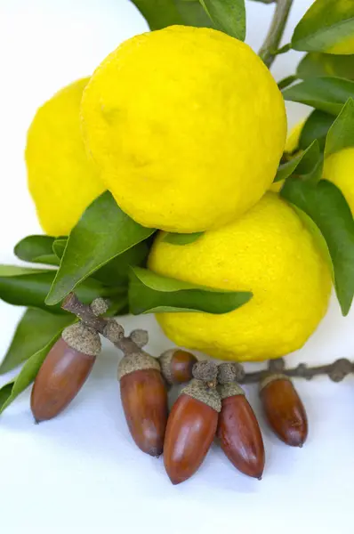 Yeşil Yapraklı Taze Limonlar Beyaz Arka Planda Meşe Palamudu — Stok fotoğraf