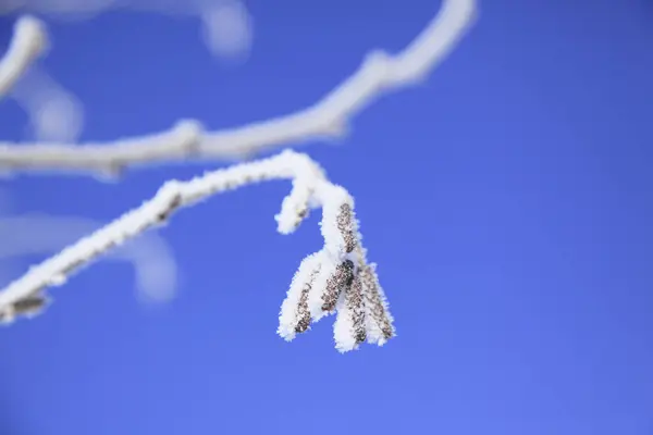 Las Ramas Congeladas Del Árbol —  Fotos de Stock
