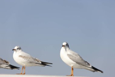 Mavi gökyüzü arka planında bir grup martı