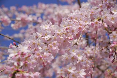 Güzel pembe kiraz çiçeklerinin manzarası 