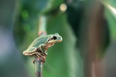 Bitkinin üzerinde oturan yeşil kurbağanın yakın görüntüsü 