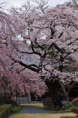 Bahçedeki güzel çiçekler, baharda açan ağaçlar.