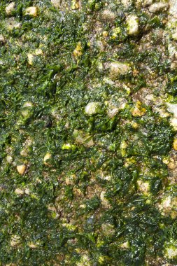 Kapalı çekim dışarıda yetişen desenli yeşil yosunları gösteriyor.