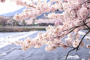 İlkbaharda kiraz ağacının çiçek açması. 