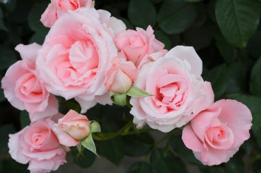 Güzel pembe gül çiçekleri Yumuşak ve narin taç yaprakları.     