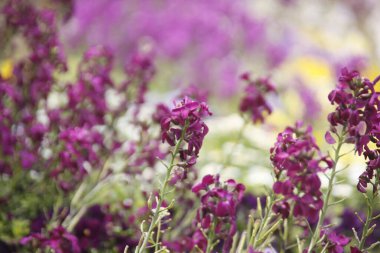 Bahçede mor çiçek
