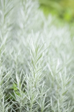 Bahçede biberiye, yakın plan..