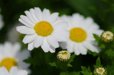 Bahçedeki güzel beyaz çiçekler