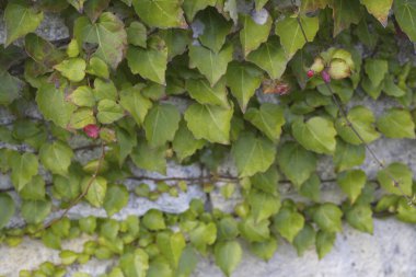 Duvarda sarmaşık yaprakları