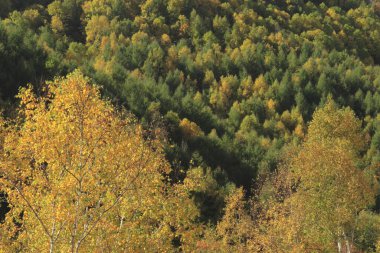 Güzel sonbahar manzarası. doğa arkaplanı