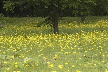 Çayırdaki karahindiba
