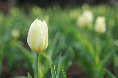 Dışarıda yetişen güzel laleler, bahar konsepti, yakın manzara.