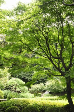Yazın bahçede güzel yeşil yapraklar