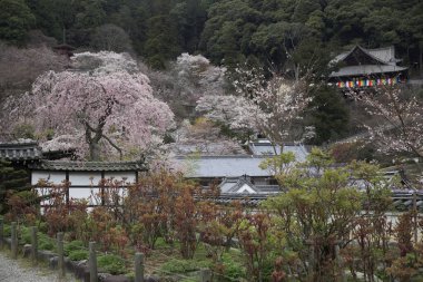 Kyoto 'da kiraz çiçekleri, Japonya