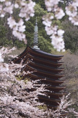 Kyoto 'da kiraz çiçeklerinin dikey görüntüsü