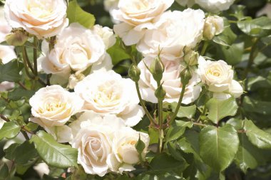 Yeşil arka planda beyaz güller