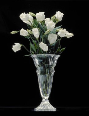 siyah arka plan üzerine vazoda beyaz çiçekler 