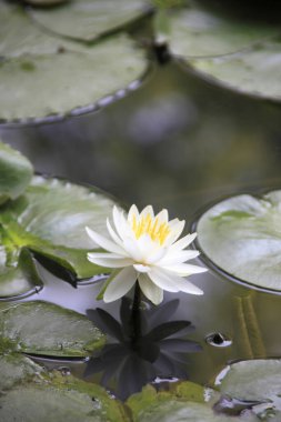 beautiful waterlily flower in the pond 