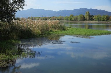 Sakin bir nehir, yeşil bitkiler, ağaçlar ve ufukta dağlarla güzel doğal bir manzara.
