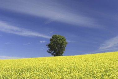 Yazın sarı kolza tohumu tarlası ve mavi gökyüzü olan güzel bir manzara.         