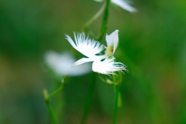 Bahçedeki güzel beyaz çiçek