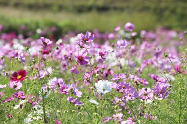 Bahçedeki güzel kozmos çiçekleri