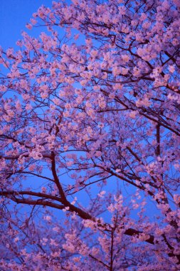 Japonya 'da gece Sakura çiçeği açar.