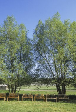 Parktaki ahşap banklar ve yeşil ağaçlar, baharda doğa florası.