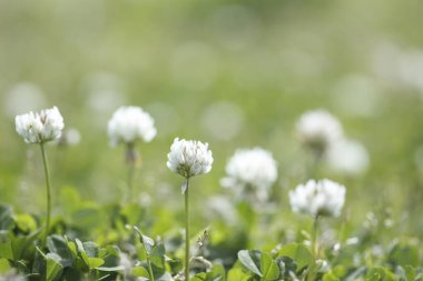 Bahçede yeşil çimenlerin üzerinde beyaz çiçekler
