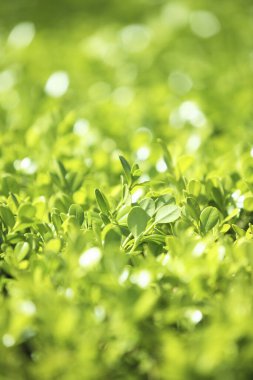 Güneş ışığında yeşil yapraklı ağaç dalına yakın çekim 