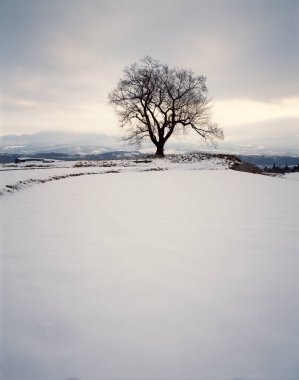 Karla kaplı ağaçlarla kaplı kış manzarası