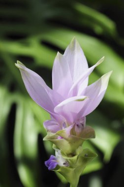 Güzel çiçeklerin güzel manzarasını kapat.