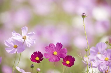 Bahçedeki güzel çiçekler