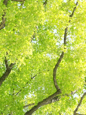 Doğada ağaç dalları, bitki örtüleri ve yapraklar,         