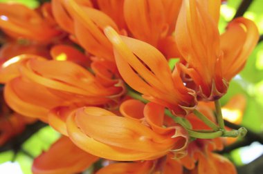 bir bahçede portakal lily