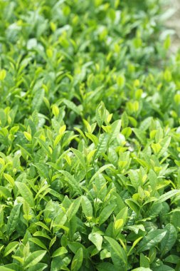 fidanlıkta yetişen yeşil yapraklar