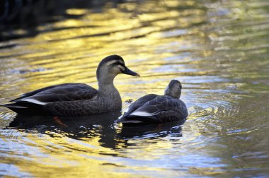 Göletteki ördeklerin manzarası 