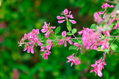 Bahçedeki pembe çiçeklere yakın çekim