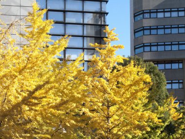 Şehirdeki ağaçların üzerinde güzel sonbahar yaprakları