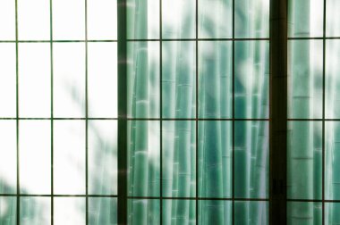 Bambu ağaçlı pencere camının yaratıcı görüntüsü 
