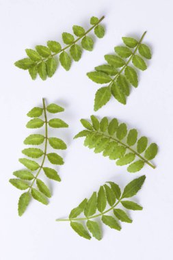 beyaz zemin üzerine yeşil ağaç yaprak