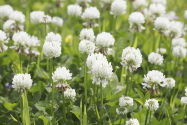 Güzel beyaz çiçeklerin yakın çekim