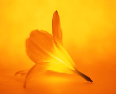 Güzel sarı ışık zambak çiçeğine yaklaş